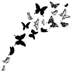 Obraz na płótnie Canvas butterfly711