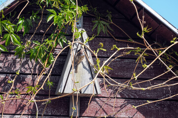 Obraz premium Budka lęgowa z ptaszkiem