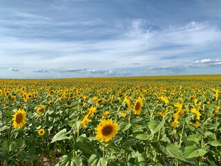 Yellow sunflowers against the blue sky. Bright flower on a large field of sunflowers. Concept: agriculture, crops, summer.