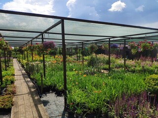 flowers, shrubs and trees in the garden center, Russia, Moscow