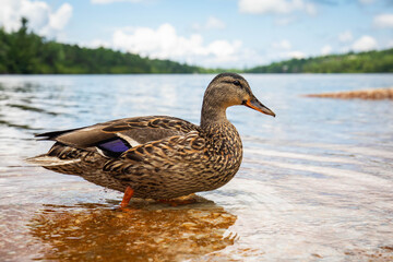 Cute close up duck portrait in a clean summer lake