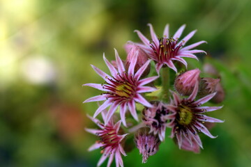 Rosarote Hauswurz-Blüten