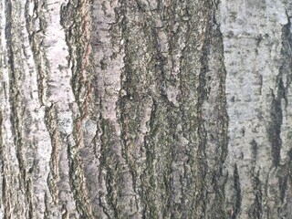  The bark of an elm tree texture