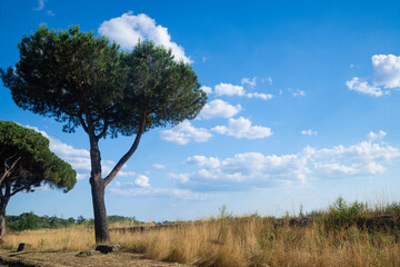 Panorama of the Roman countryside from the Via Appia Antica, Rome, Italy on a hot summer day, with blue sky clouds on the horizon and in the foreground maritime pines immersed in yellow meadow