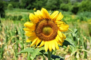 Blooming sunflower on a background of green grass