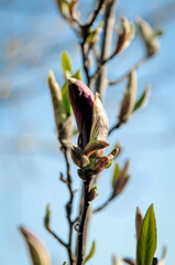 Magnolia pąk © Izabela