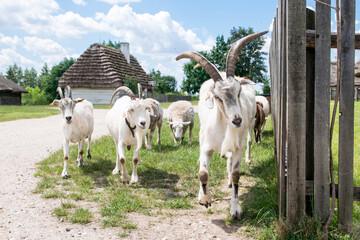 Stado kóz i owiec na wsi. © shake_pl