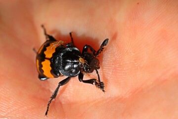 Schwarzhörniger Totengräber (Nicrophorus vespilloides)