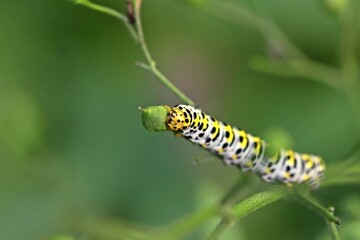 Raupe des  Braunwurz-Mönchs (Shargacucullia scrophulariae)