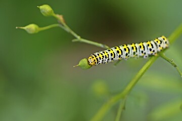 Raupe des  Braunwurz-Mönchs (Shargacucullia scrophulariae)