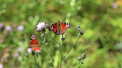 Tagpfauenaugen (Aglais io) auf Distel.