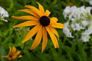 yellow echinacea on green background