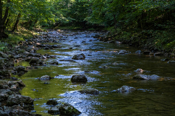 beautiful river in the green forest