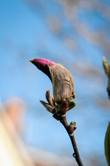 Magnolia pąk © Izabela