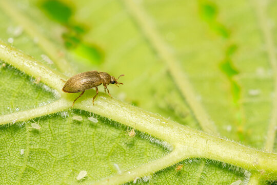 A macro image of a tiny Byturus beetle in England, UK.