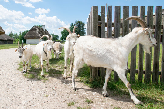 Kozy i owce wracają do zagrody na wsi.