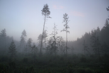 fog in the forest