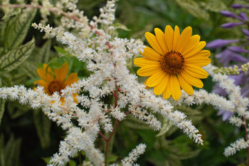 yellow flowers in the garden