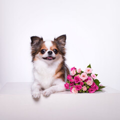 little dog and a bouquet of flowers