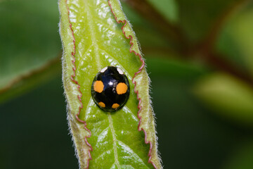 A Harlequin Lady beetle sleeping in a curled leaf. These pretty lady birds are an invasive species but quite common now in the UK.