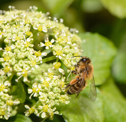 Honey Bee feeding on Cow Parsley flowers in England, UK.