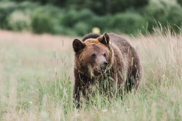 A beautiful brown bear walks on a field of grass against the background of a forest. It's raining.