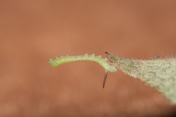 Macro image of a newly hatched and tny Sphinx caterpillar.