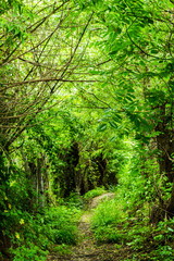 Obraz premium Path through the forest in summer time