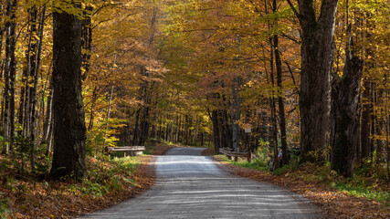 road in autumn forest