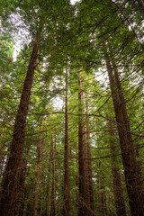Fototapeta na wymiar sequoias