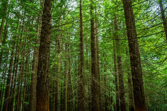 sequoias © chus