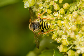 Gooden's Nomad Bee (Nomada goodeniana) on flowers. This is a parasite in the nests of  Andrena sp.