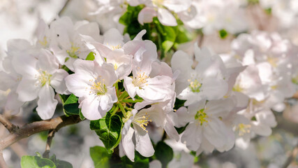 Delicate flowers of apple tree close up