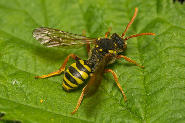 A macro image of the Nomad Bee, Nomada goodeniana. These are nest parasites of Andrena sp.