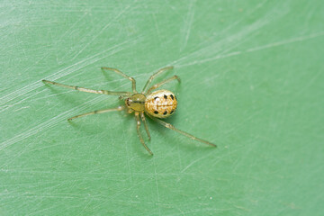 A macro image of the tiny money spider, Stemonyphantes lineatus.
