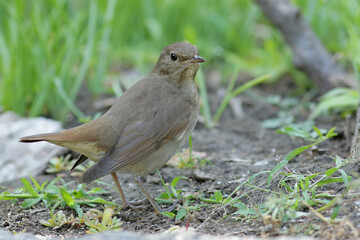 robin on a branch