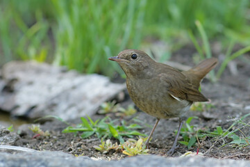 robin on the grass