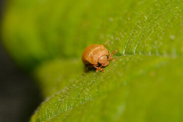 A macro image of a Ragwort Flea Beetle - Longitarsus jacobaeae. These are really tiny but pretty.