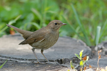 robin on the grass