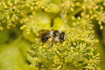 The Ashy Mining Bee, Andrena cineraria collecting pollen on Cow Parsley flowers. This is a pretty bee and not often seen here.