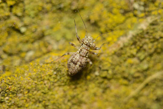 A tiny Female  Bark Louse, Mesopsocus immunis  in the UK in the Order Psocoptera  along with book lice and bark flies.