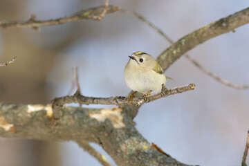 blue tit on branch