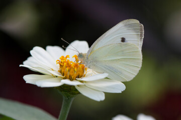 Butterfly 2018-100 / Cabbage White Butterfly (Pieris rapae)