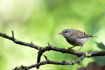 Giovane fiorracino