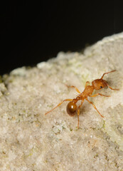 A macro image of a tiny Orange Ant in the UK named Myrmica ruginodis.