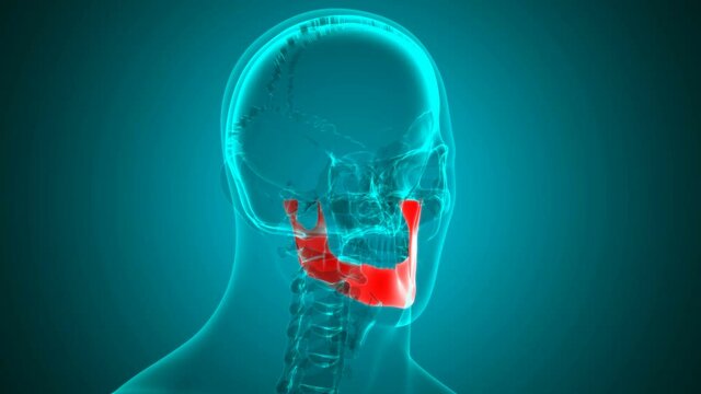 Human skeleton Skull Mandible Bone Anatomy Loopable 3D Illustration