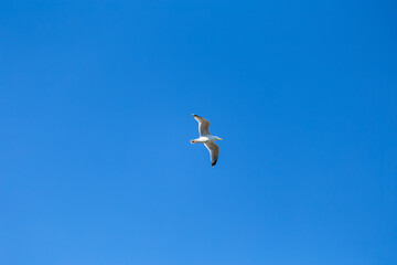 Obraz na płótnie Canvas seagull in the blue sky