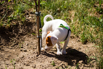 dog Terrier Jack Russell sniffing Bush