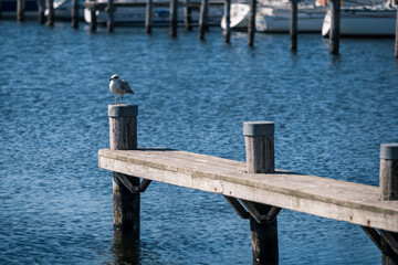 Fototapeta premium A seagull sits on a pillar in the harbor