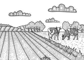 Cows grazing on meadow. Village, landscape farm. Hand drawn linear sketch illustration.
